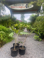 Brassaiopsis bodinieri