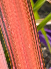 Phormium 'Flamingo'