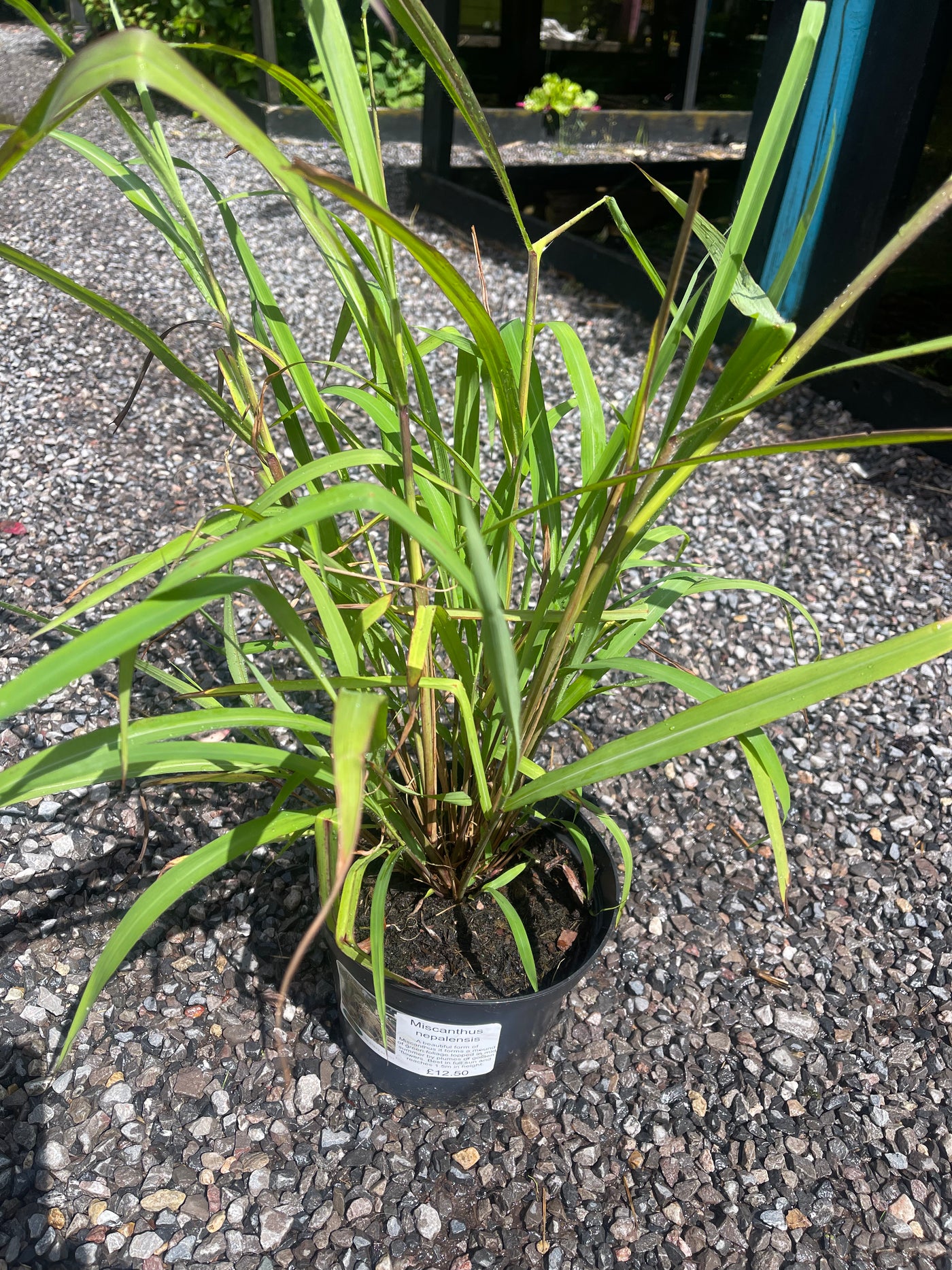 Miscanthus nepalensis