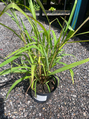 Miscanthus nepalensis