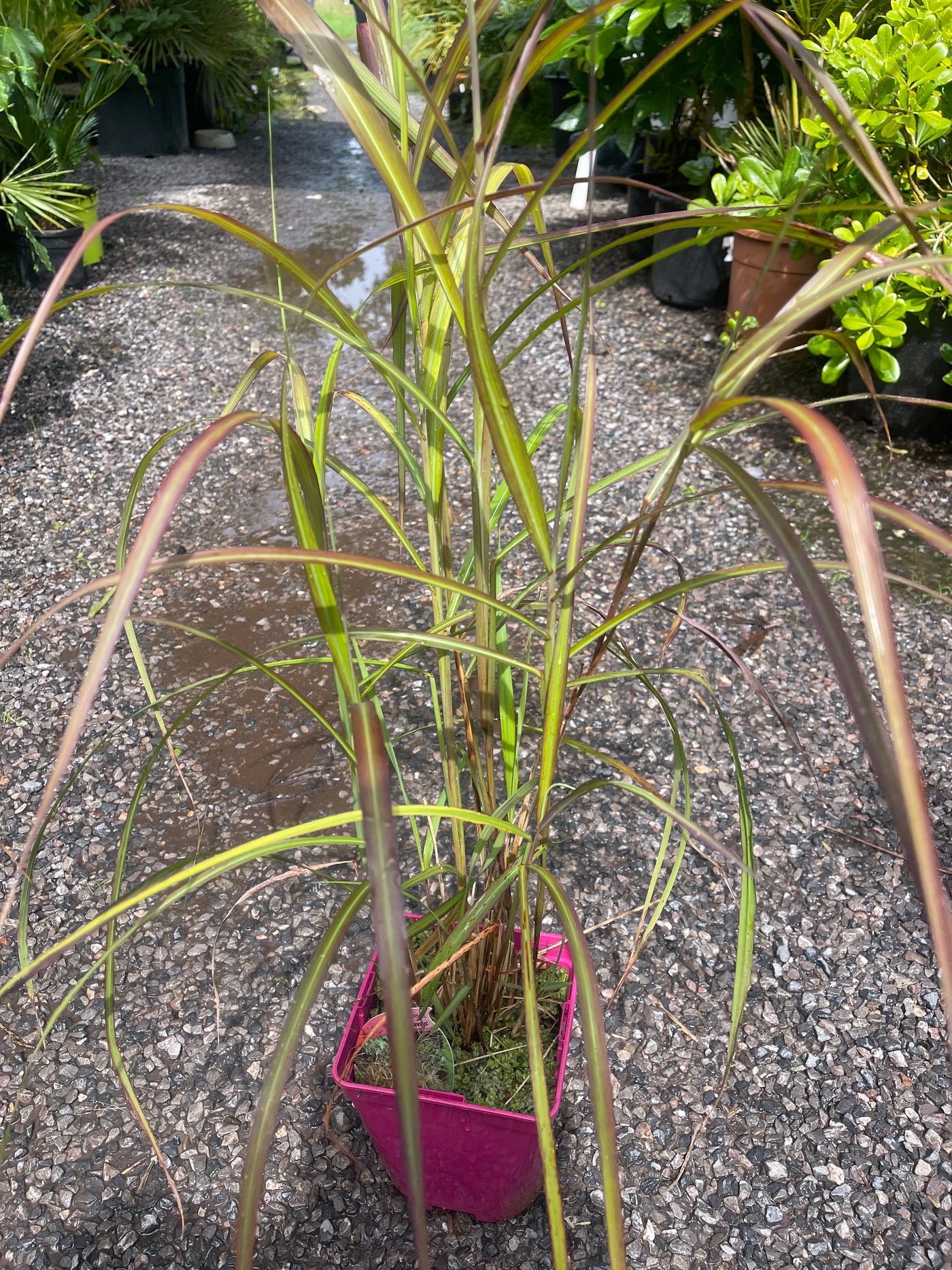 Miscanthus sinensis 'Navajo'