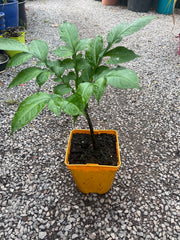 Amorhophallus konjac