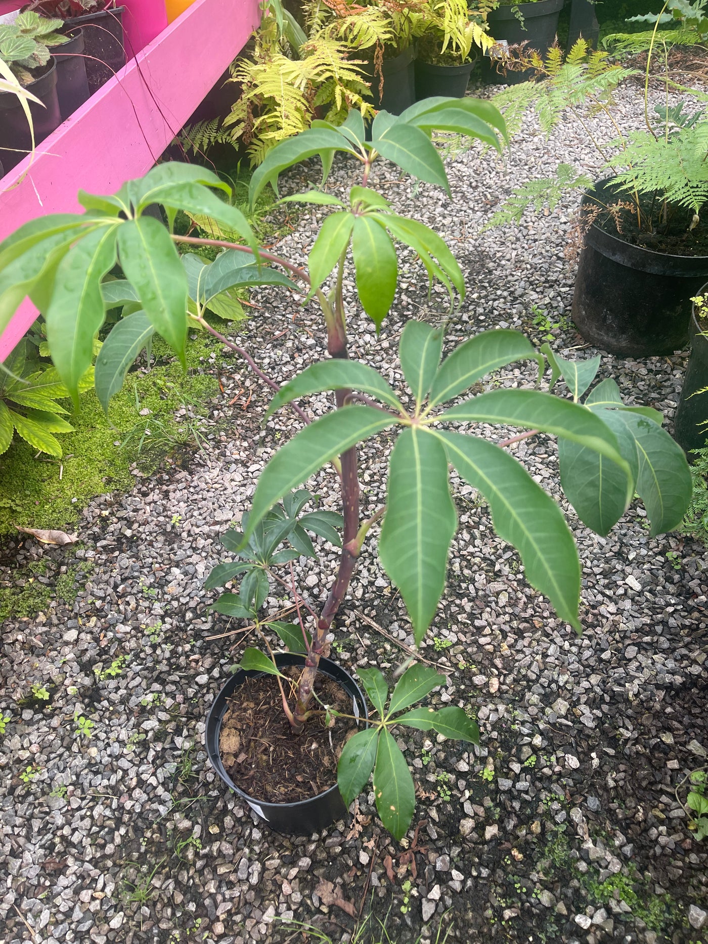Schefflera shweliensis