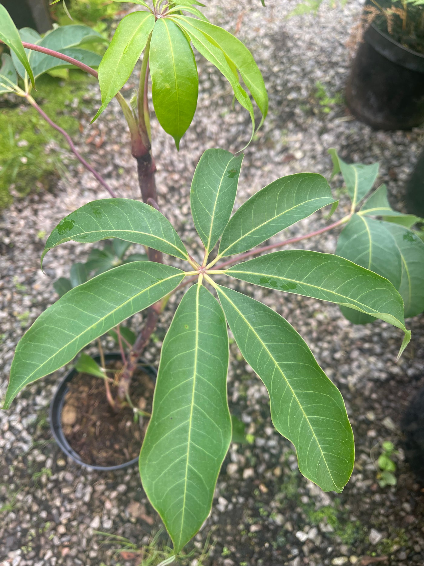 Schefflera shweliensis