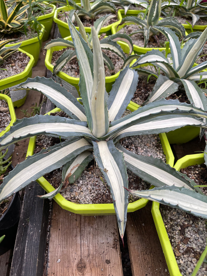 Agave Americana Mediopicta Alba