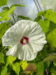 Hibiscus moscheutos ‘Old Yella’
