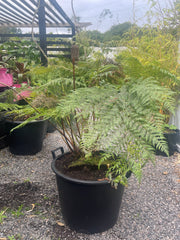 Lophosoria quadripinnata Plant 1