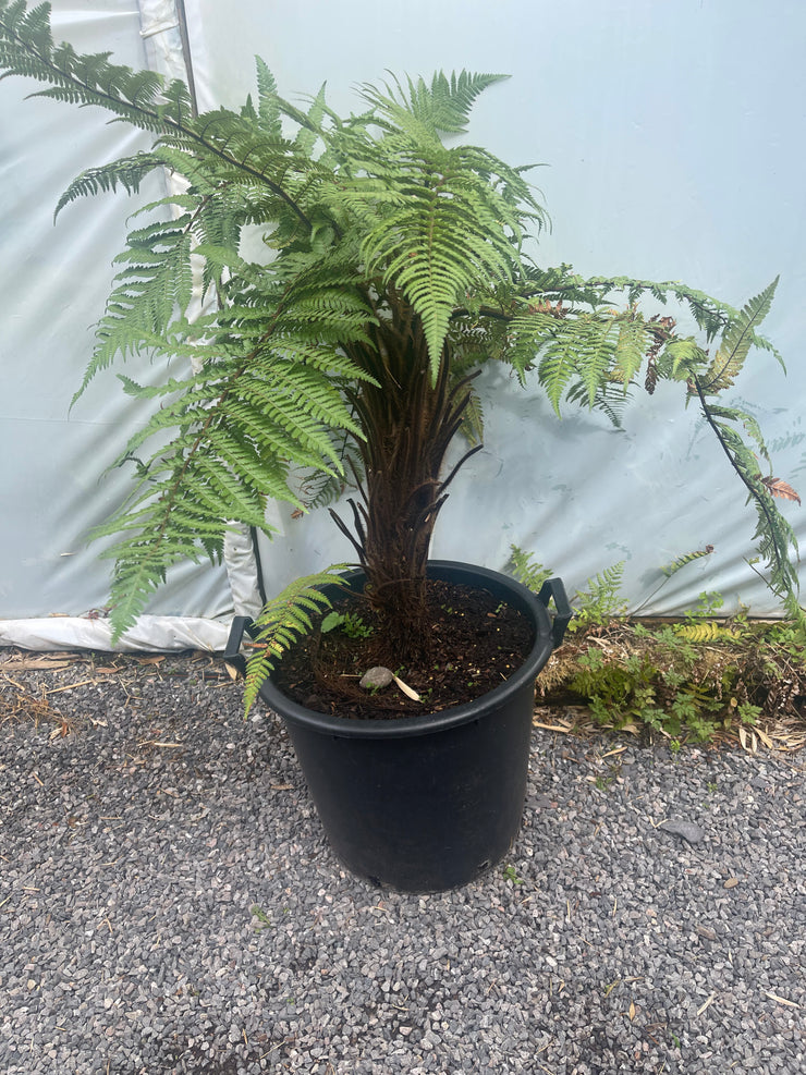 Dicksonia squarrosa Plant 1
