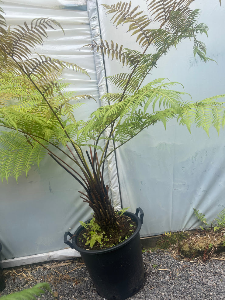 Cyathea australis Plant 1