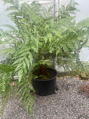 Todea barbara plant 1