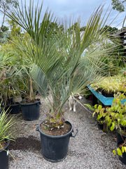Butia capitata plant1
