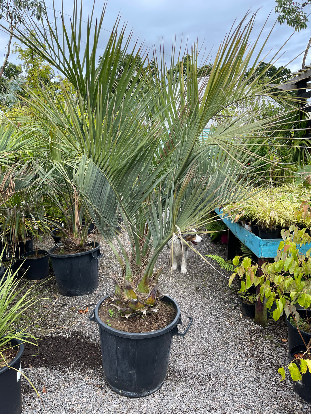 Butia capitata plant1 Desert to Jungle