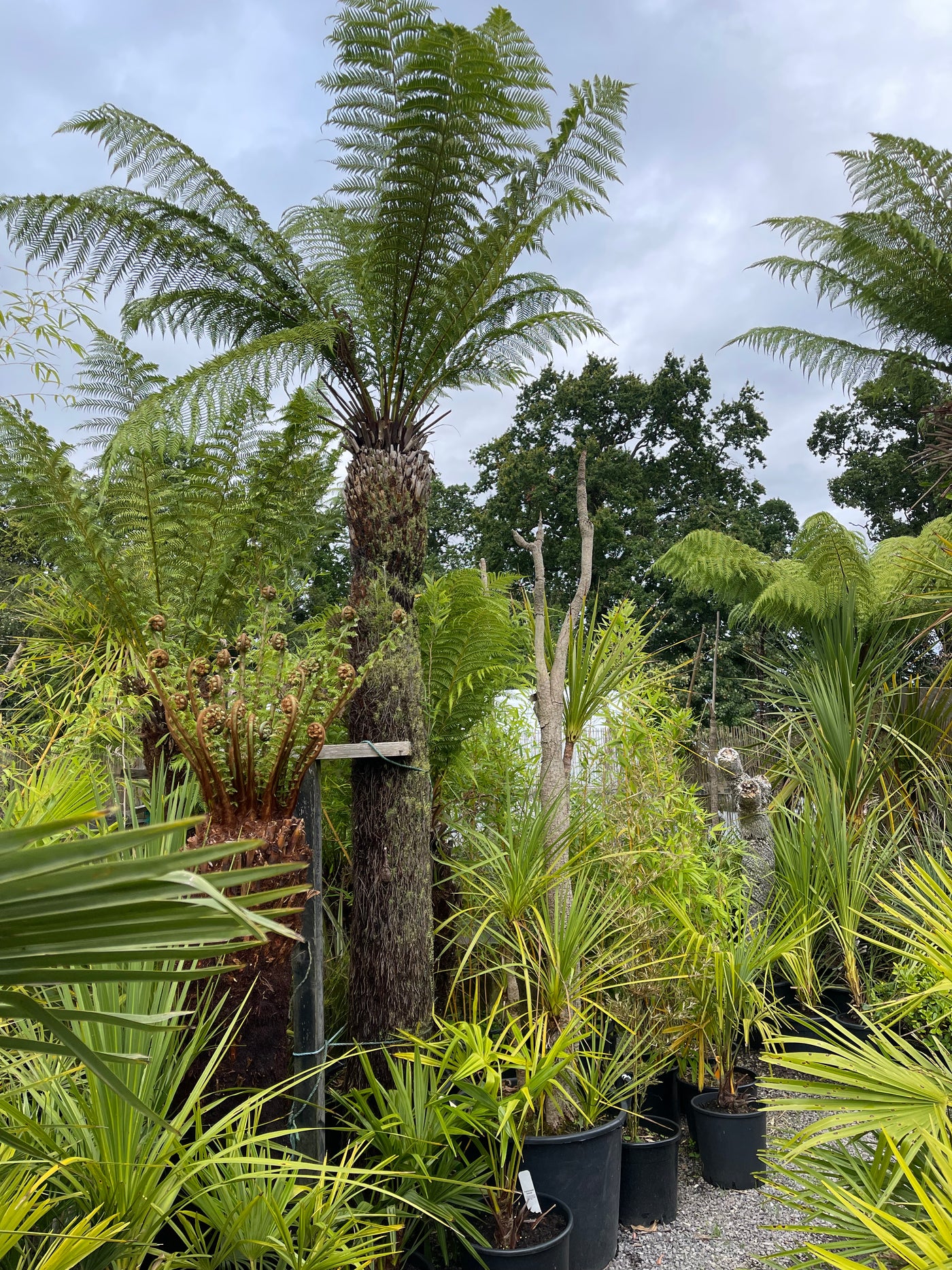 Dicksonia antartica 8.5ft