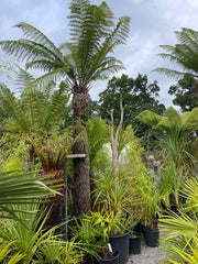 Dicksonia antartica 8.5ft