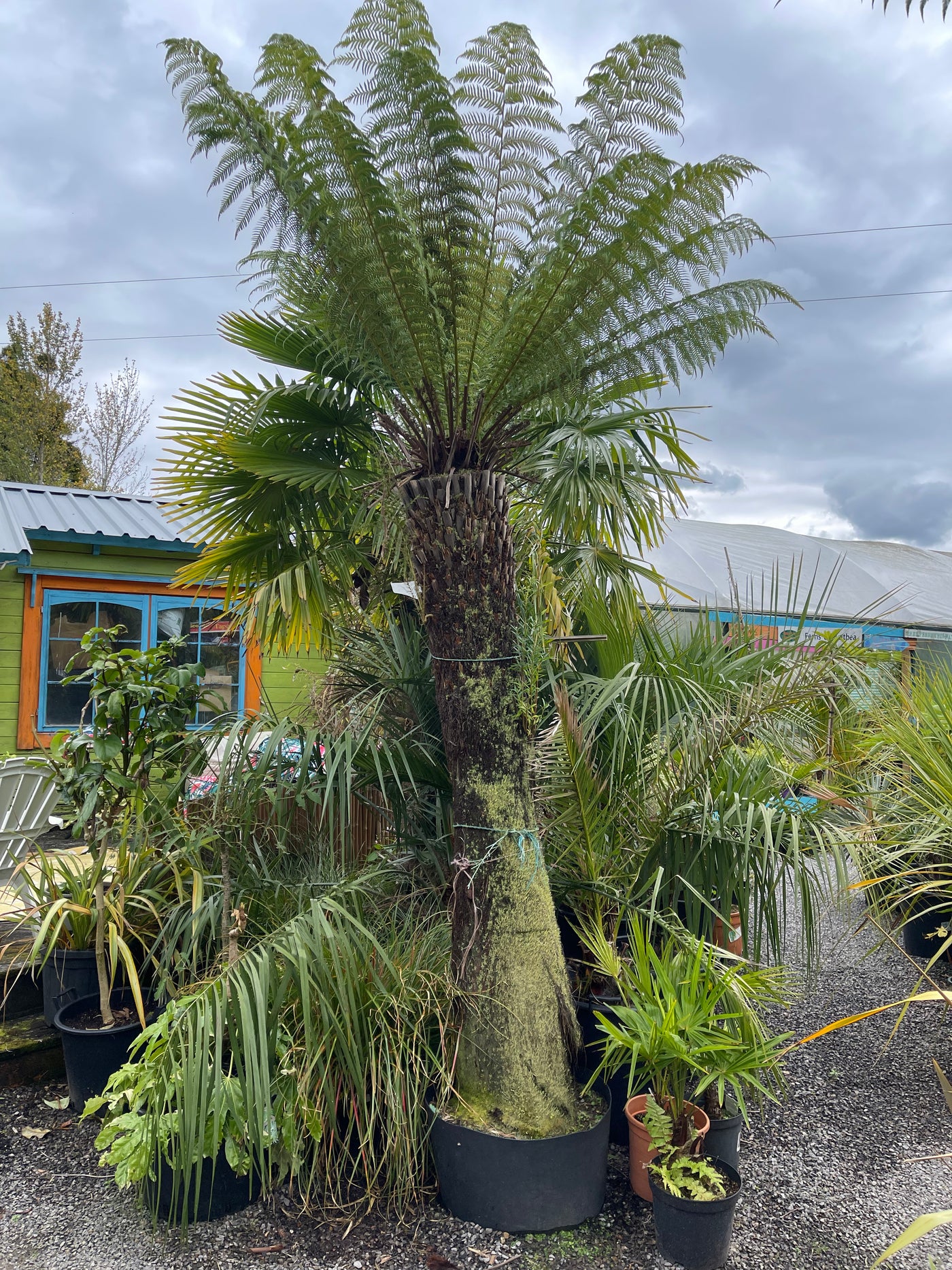 Dicksonia antartica 7.7ft
