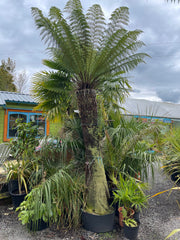 Dicksonia antartica 7.7ft