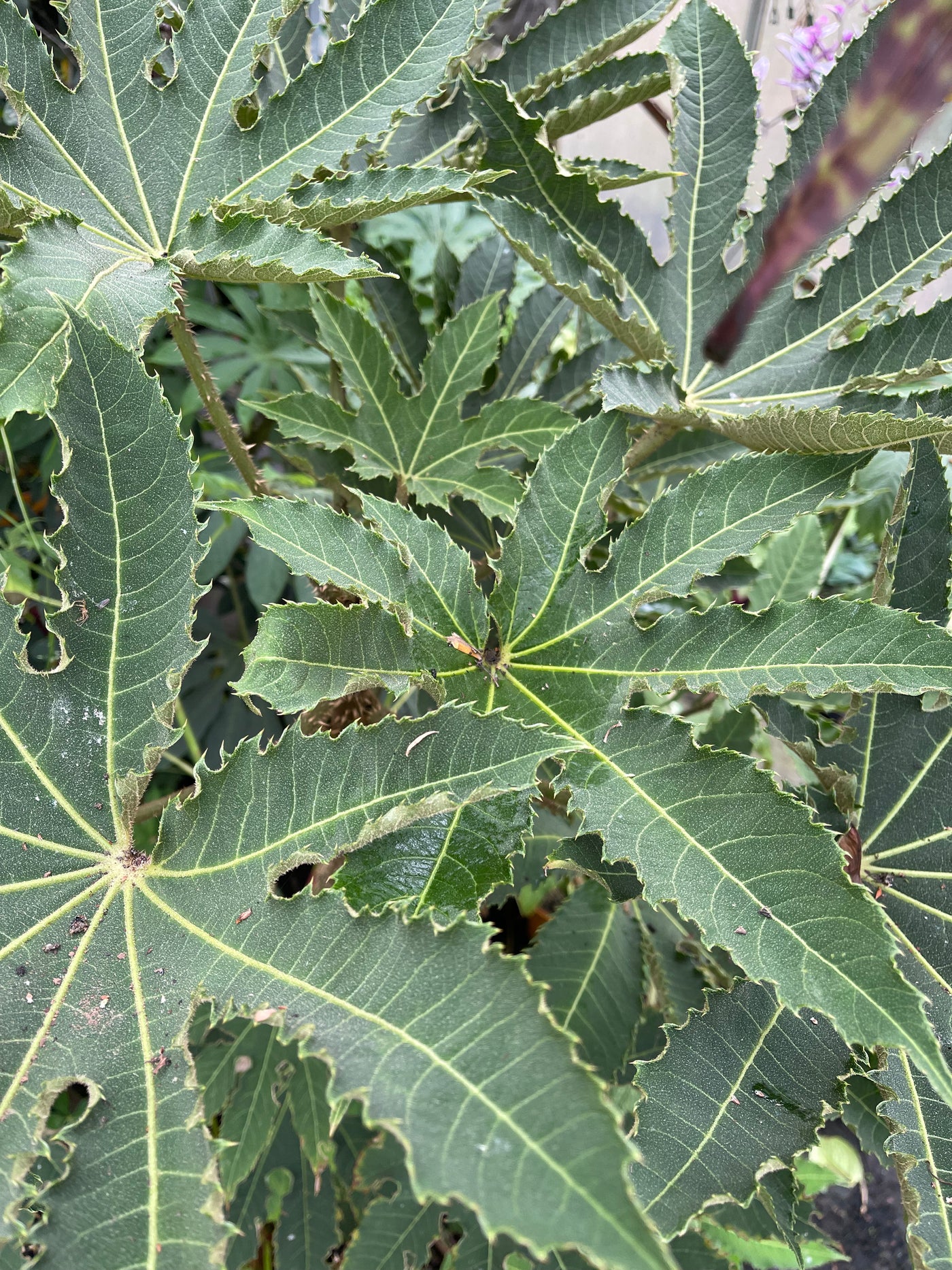 Brassiaopsis hispida