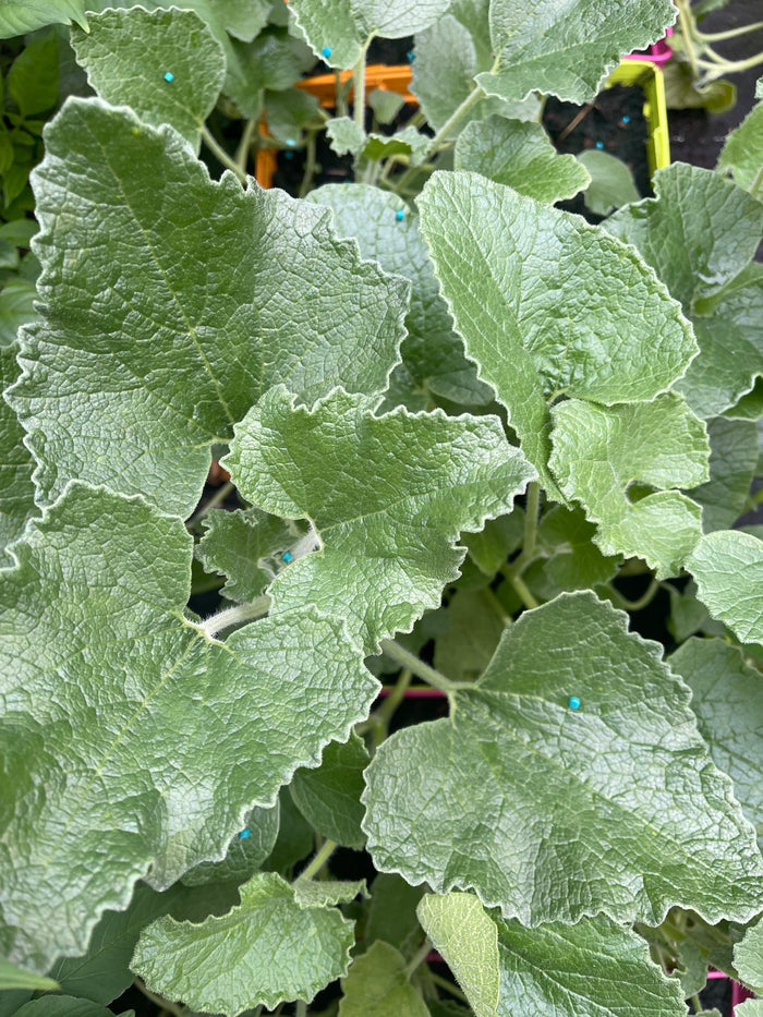 Ecballium elaterium