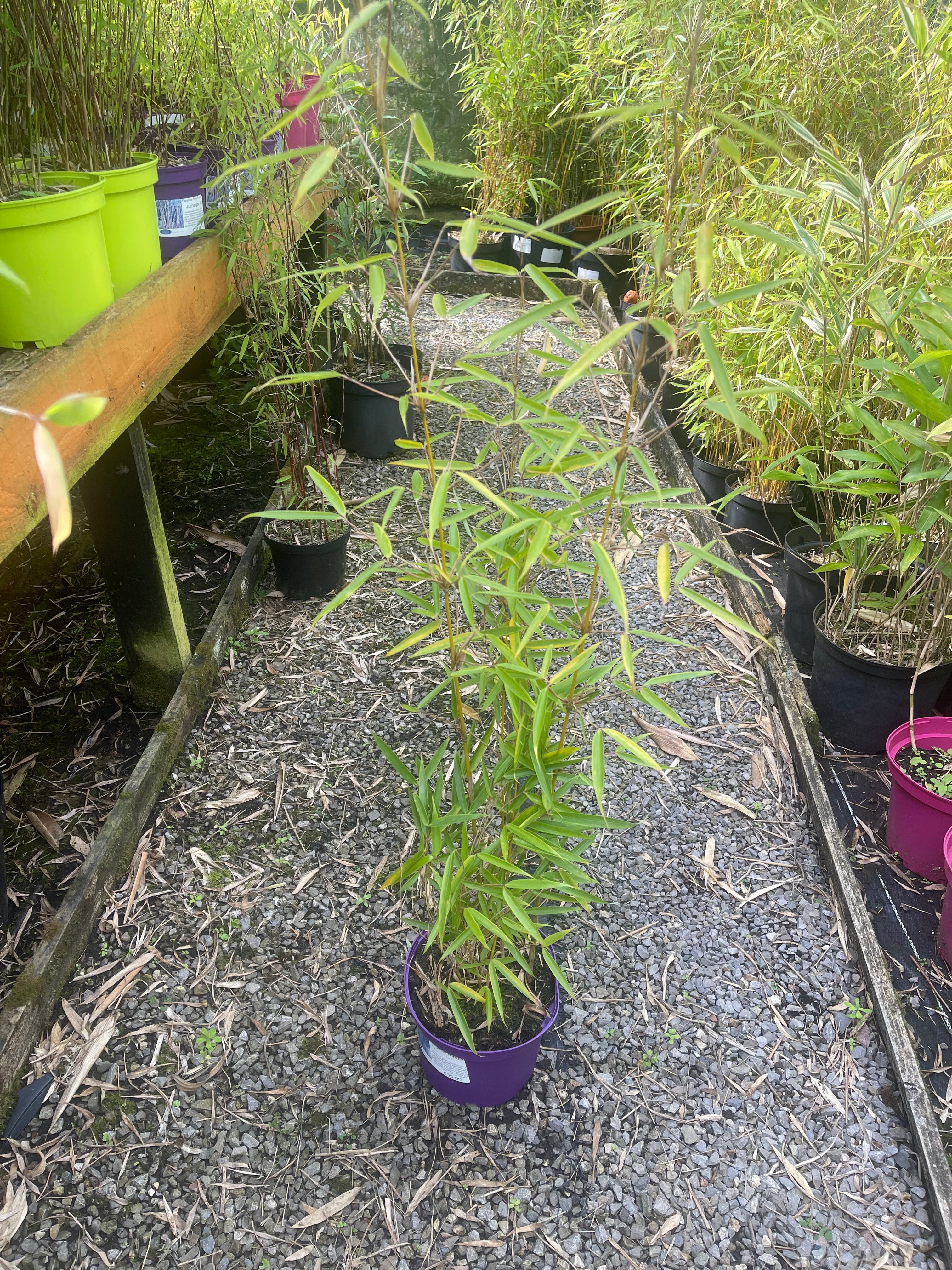 fargesia robusta campbell rhizomsperre Fargesia robusta Campbell – Desert to Jungle