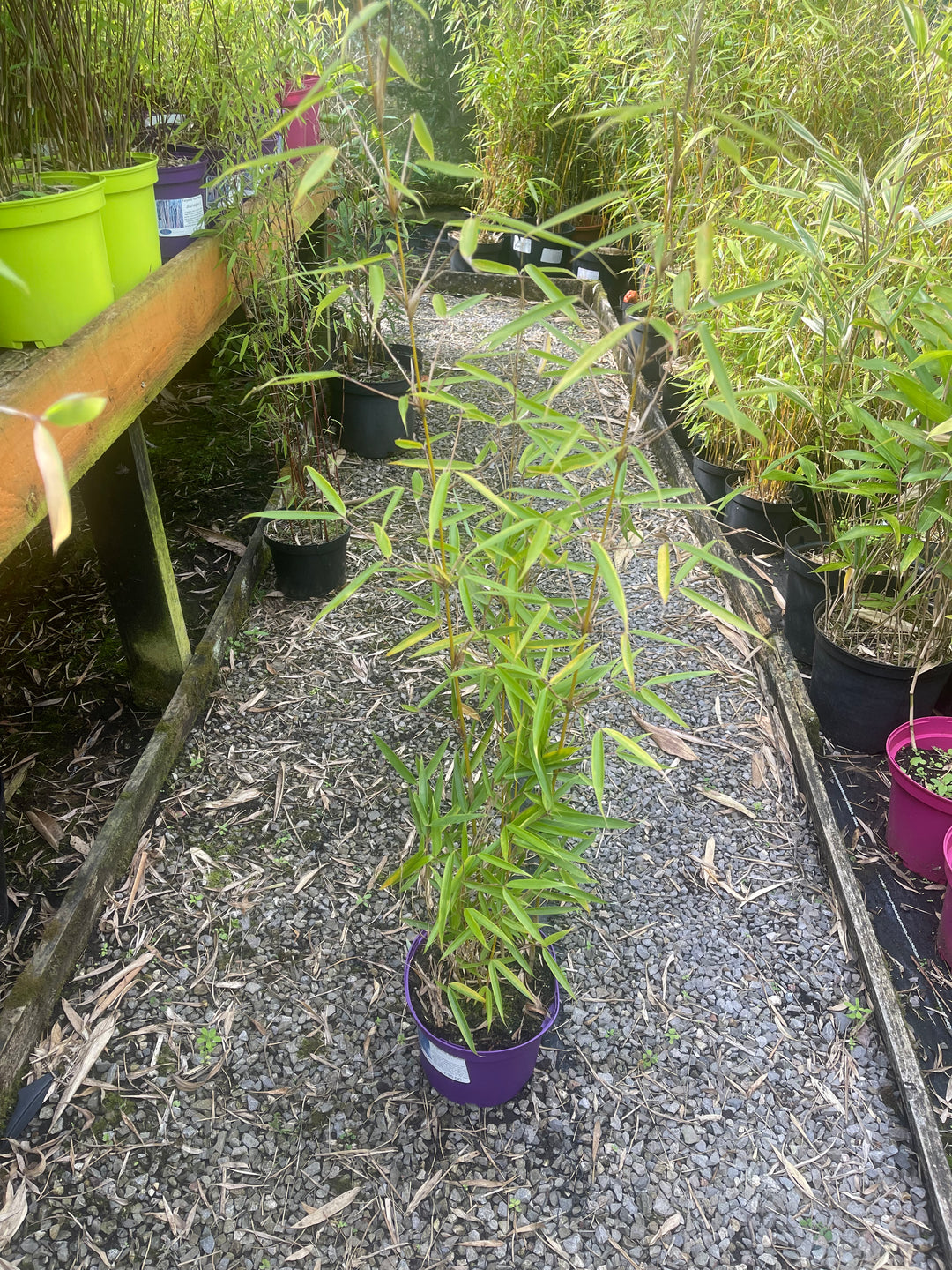 Fargesia robusta Campbell – Desert to Jungle