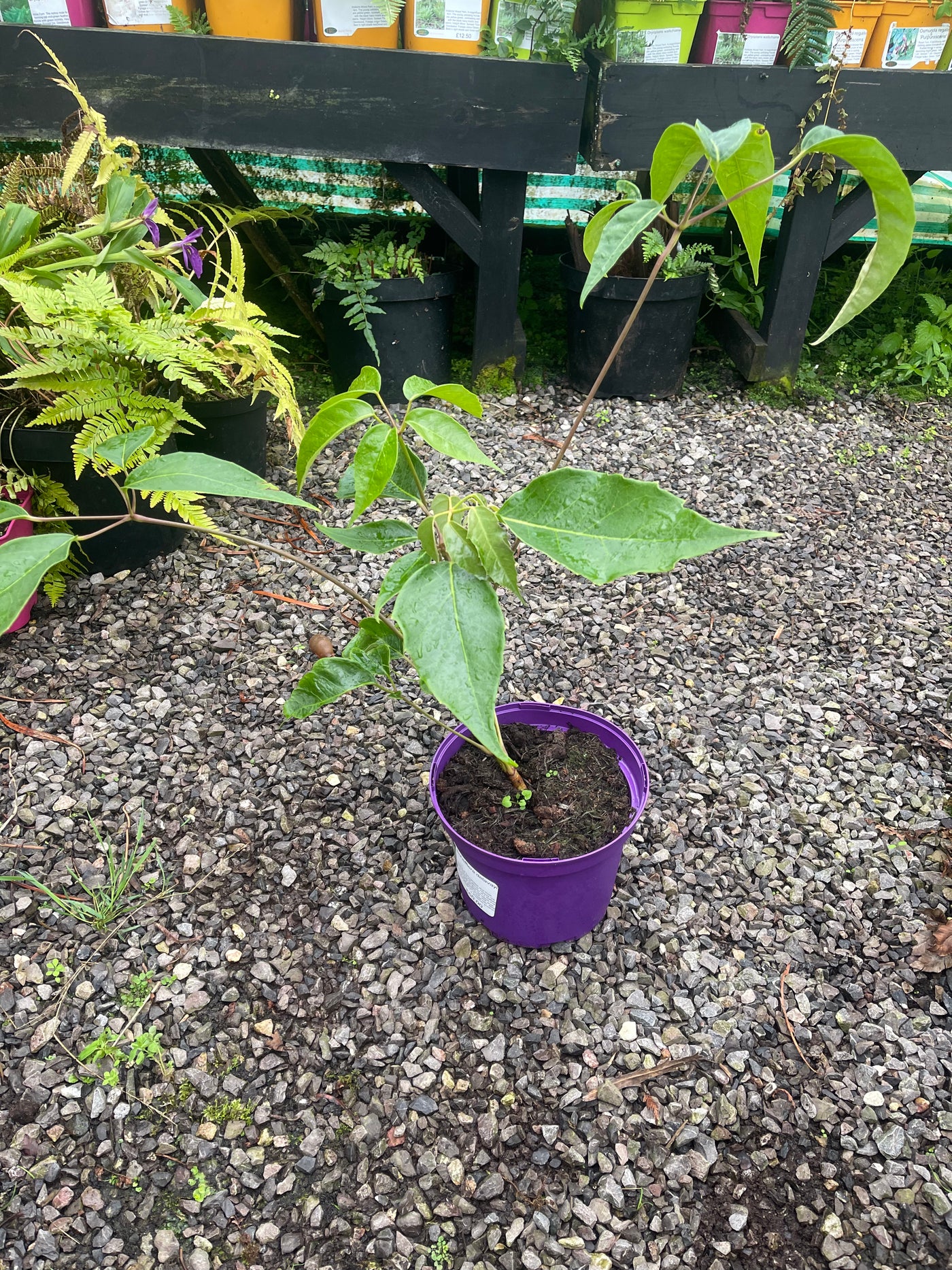 Schefflera delavayi