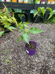 Schefflera delavayi