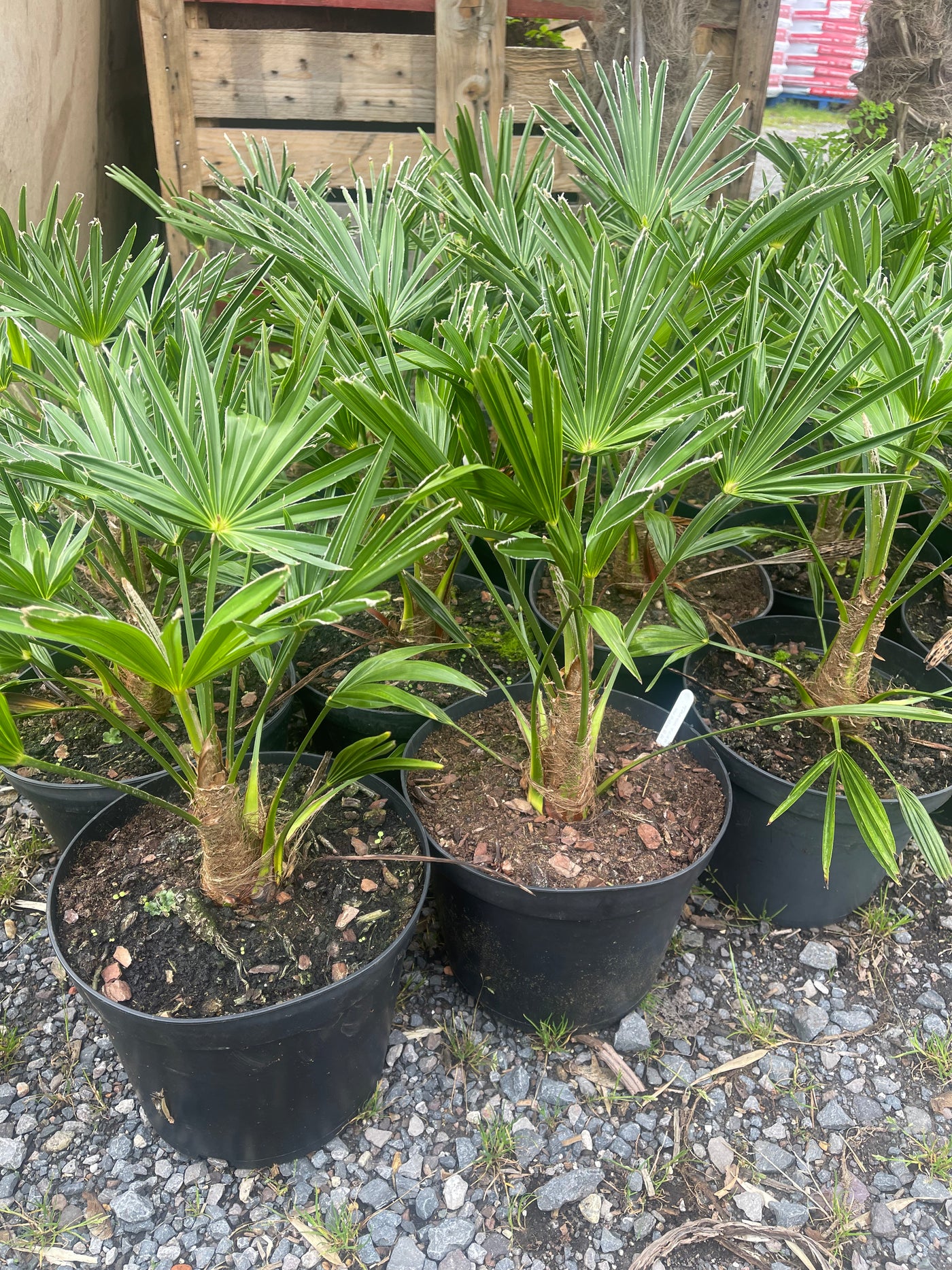 Trachycarpus wagnerianus 15ltr