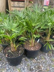 Trachycarpus wagnerianus 15ltr