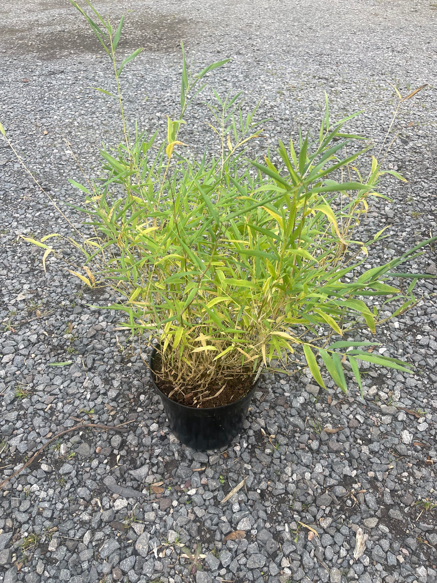 Chusquea gigantea
