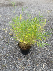 Chusquea gigantea