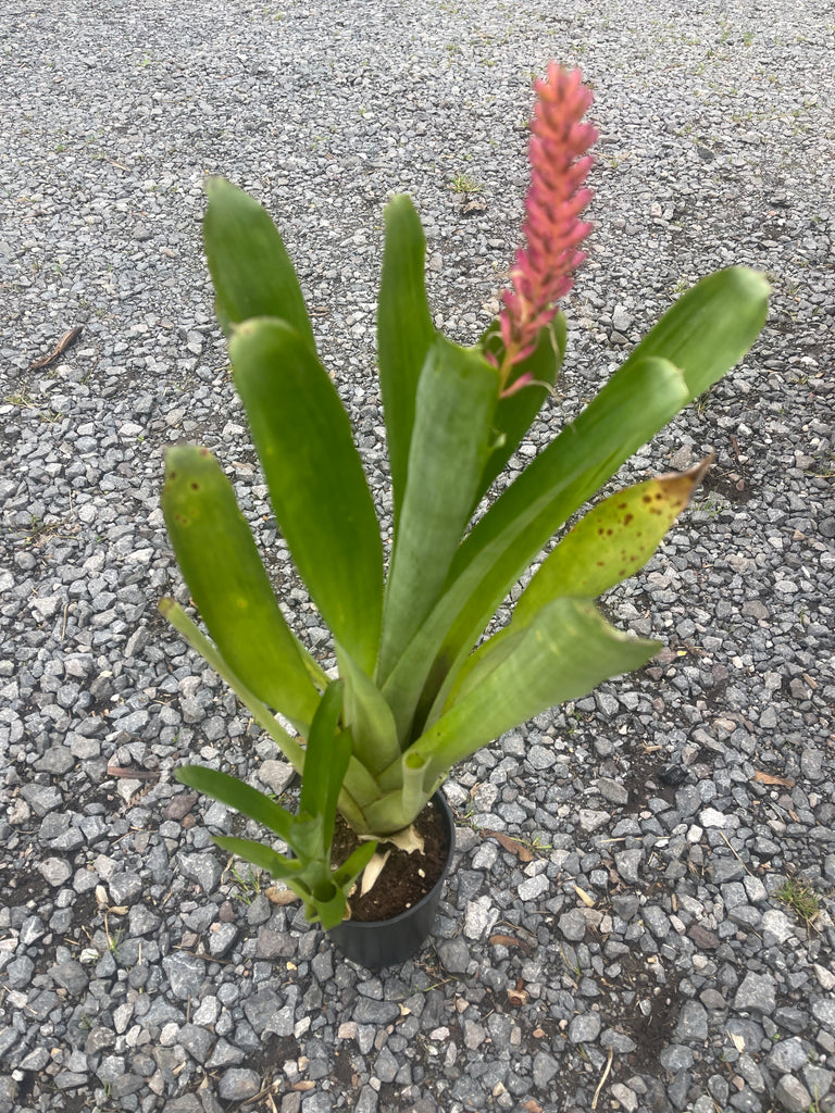 Aechmea distichantha × caudata A0152 Aechmea distichantha (Torch plant)