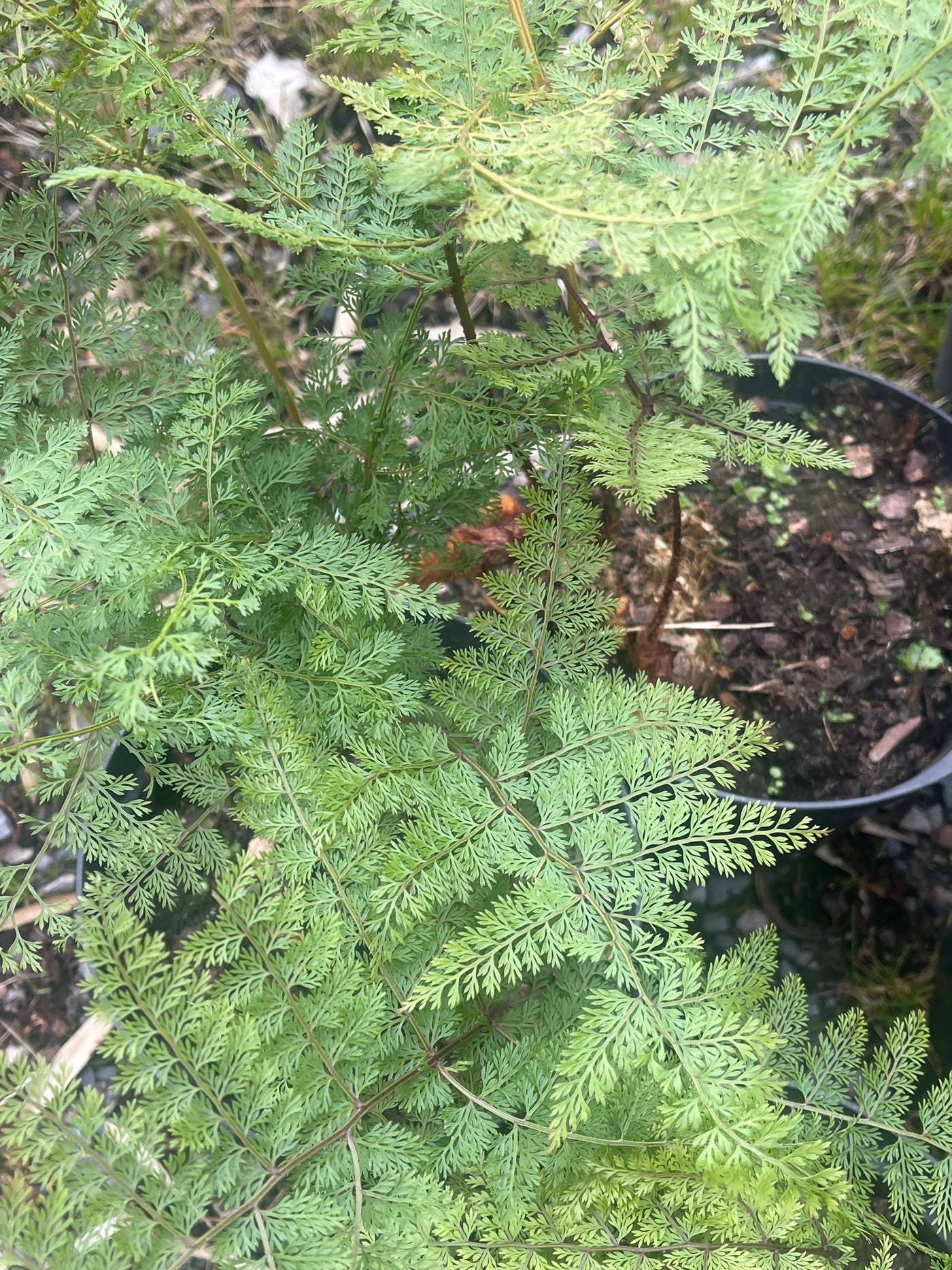 Araiostegia parvipinnata