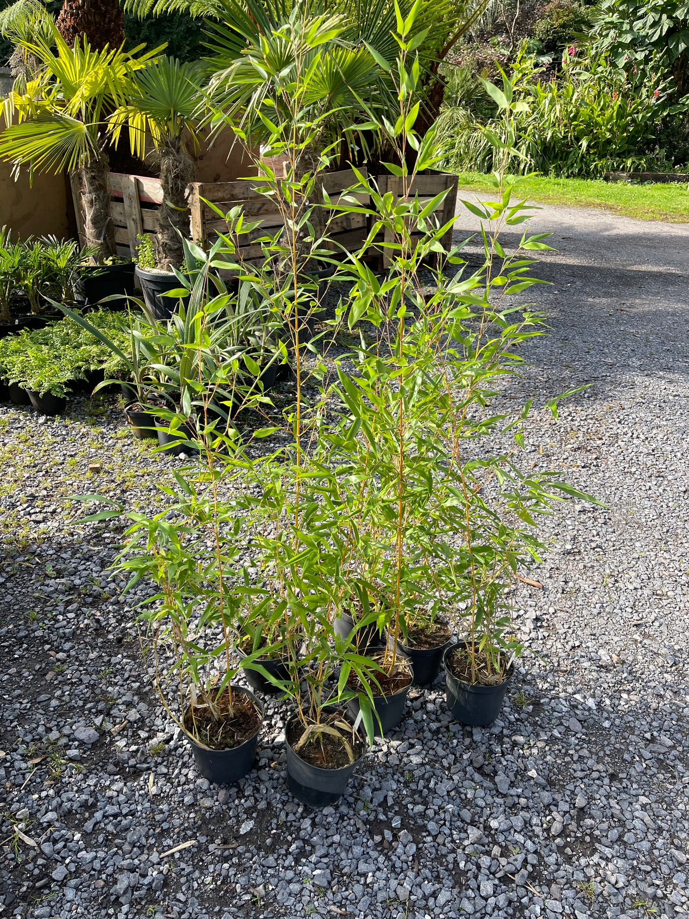 Phyllostachys aureosulcata aureocalis 'Lama Temple'