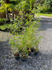 Phyllostachys aureosulcata aureocalis 'Lama Temple'
