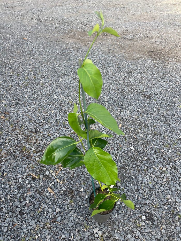 Lonicera hildebrandiana