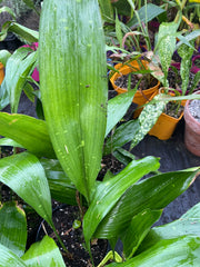 Aspidistra sichuanensis 'Rarely Spotted'