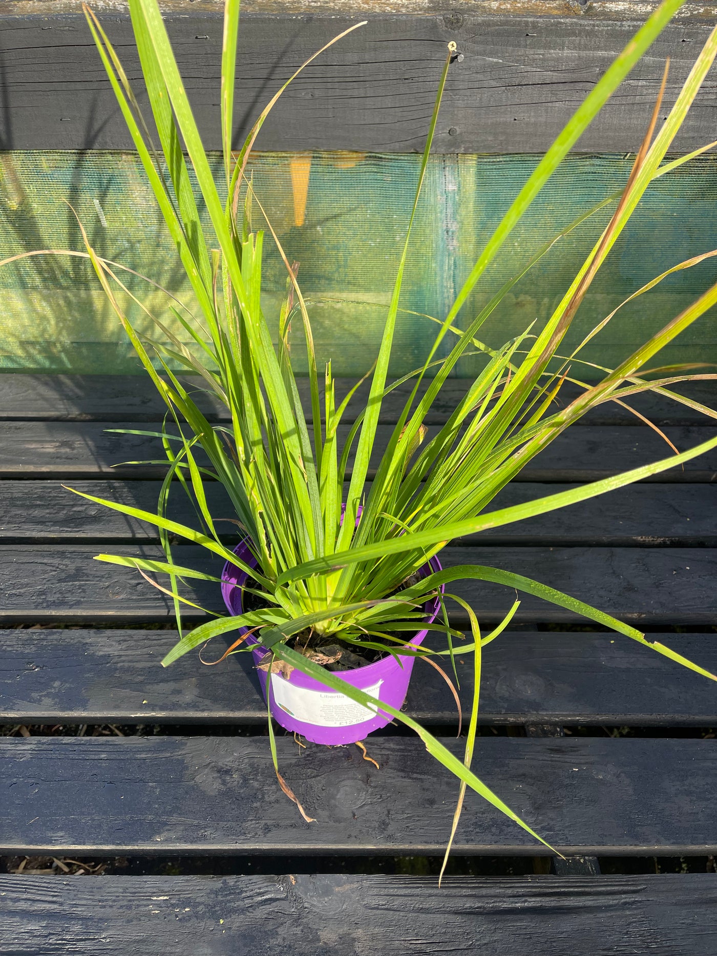 Libertia grandiflora