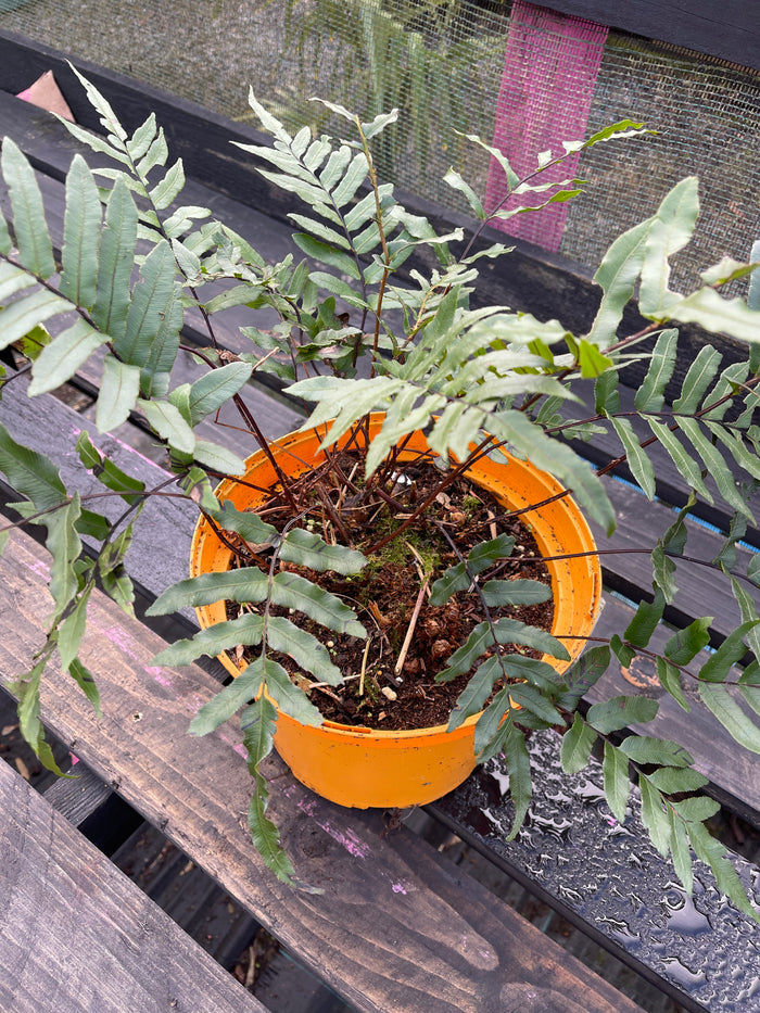 Blechnum montanum