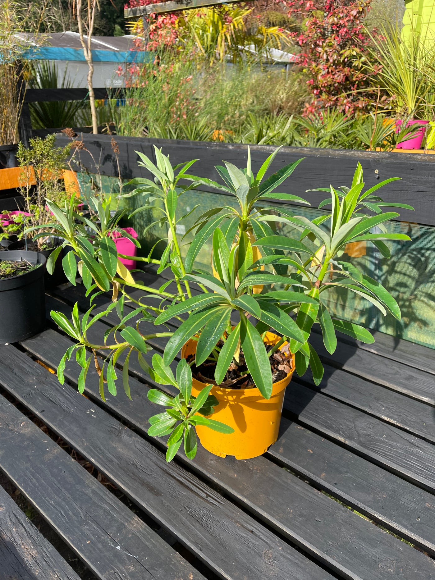 Euphorbia x pasteuri 'John Phillips'