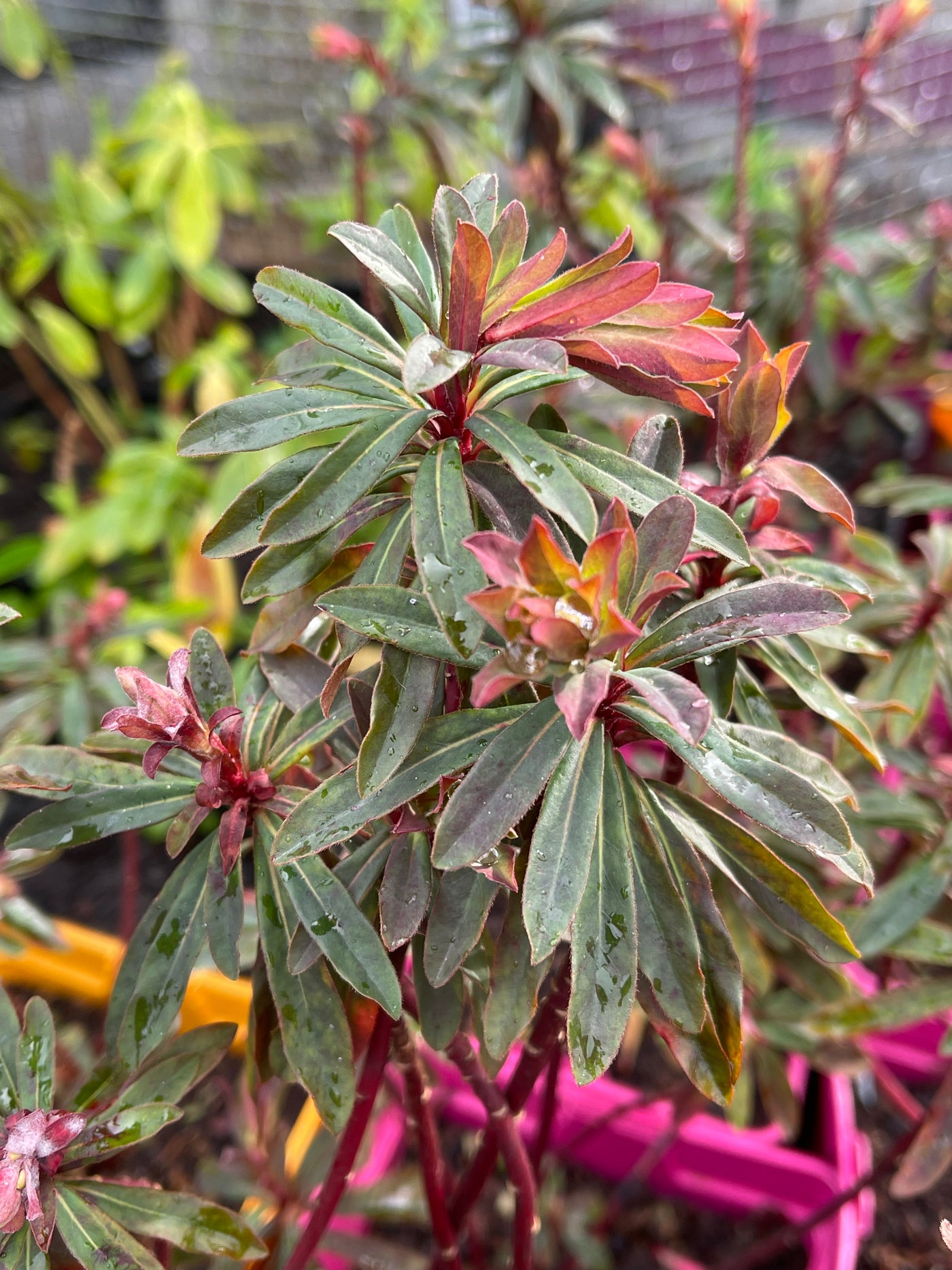 Euphorbia amygdaloides purpurea