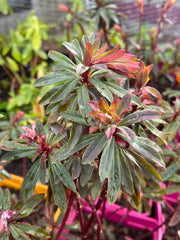 Euphorbia amygdaloides purpurea