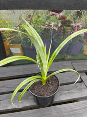 Astelia banksii 'Silver Shadow'