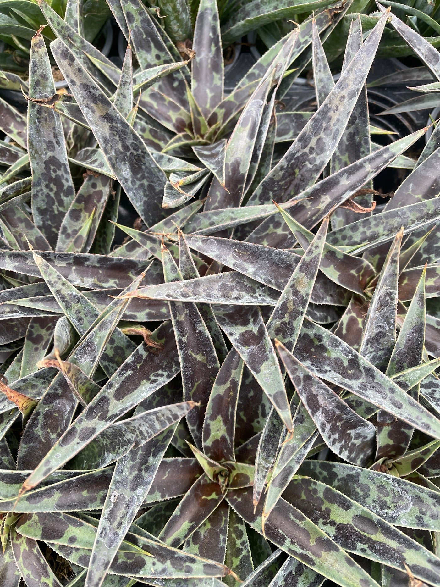 Mangave 'Pineapple Express'