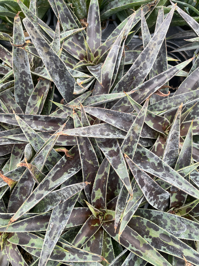Mangave 'Pineapple Express'
