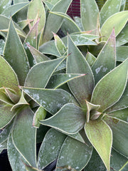 Mangave 'Lavender Lady'