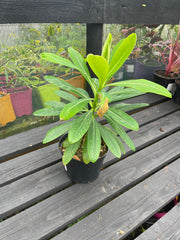 Euphorbia stygiana ssp. Santamariae
