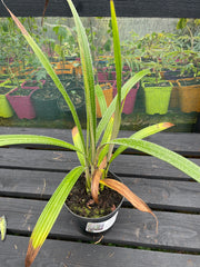 Curculigo crassipes