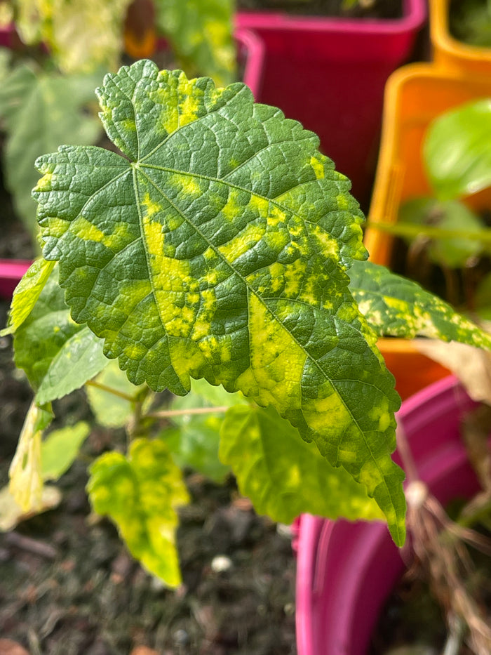 Abutilon Megapotamicum variegatum