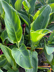 Canna 'Tornado'