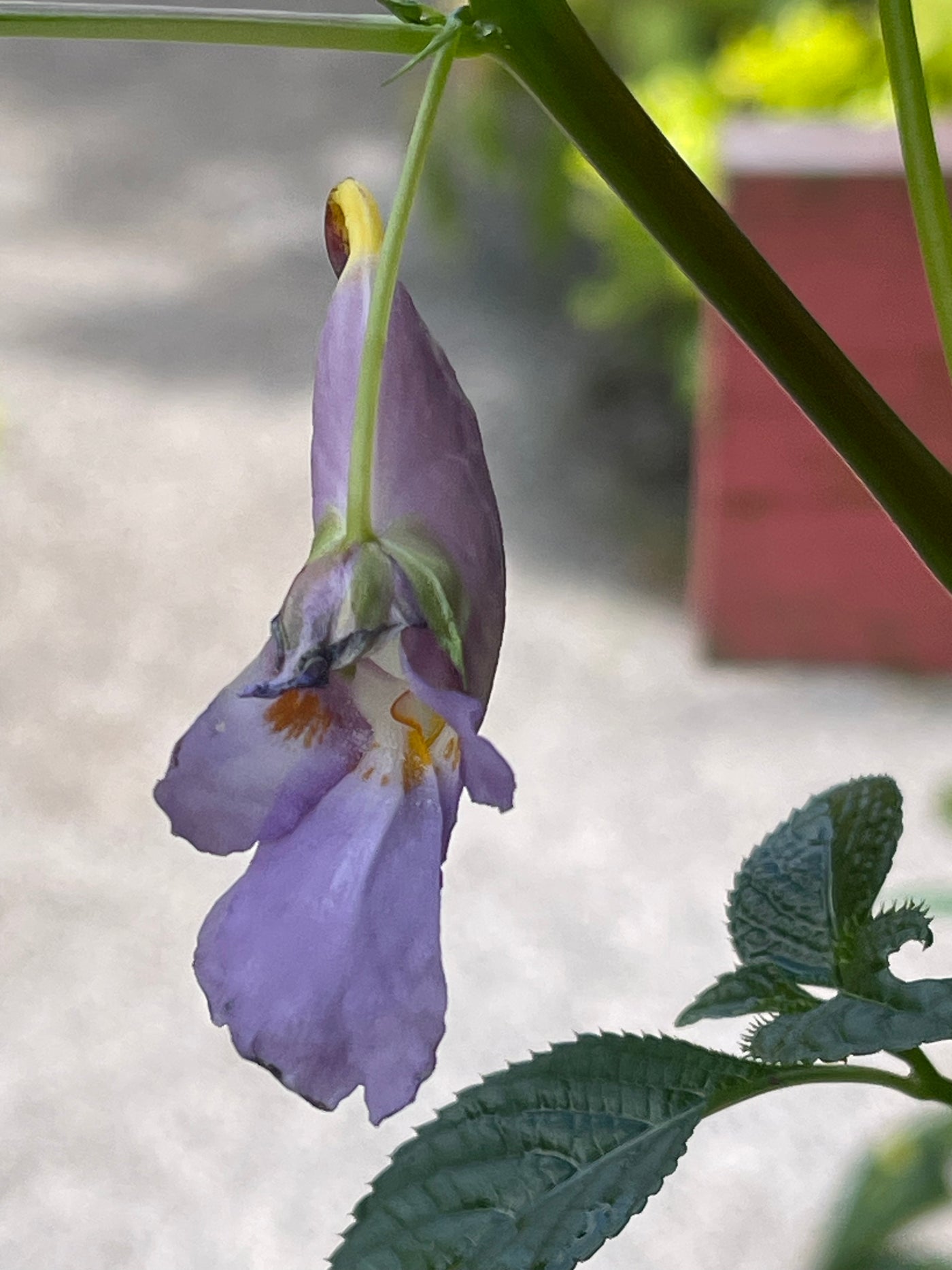 Impatiens arguta 'Blue Dream'